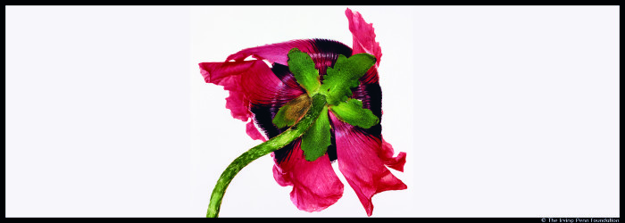Couv_Irving Penn-Single Oriental Poppy_© The Irving Penn Foundation_@loeildoliv