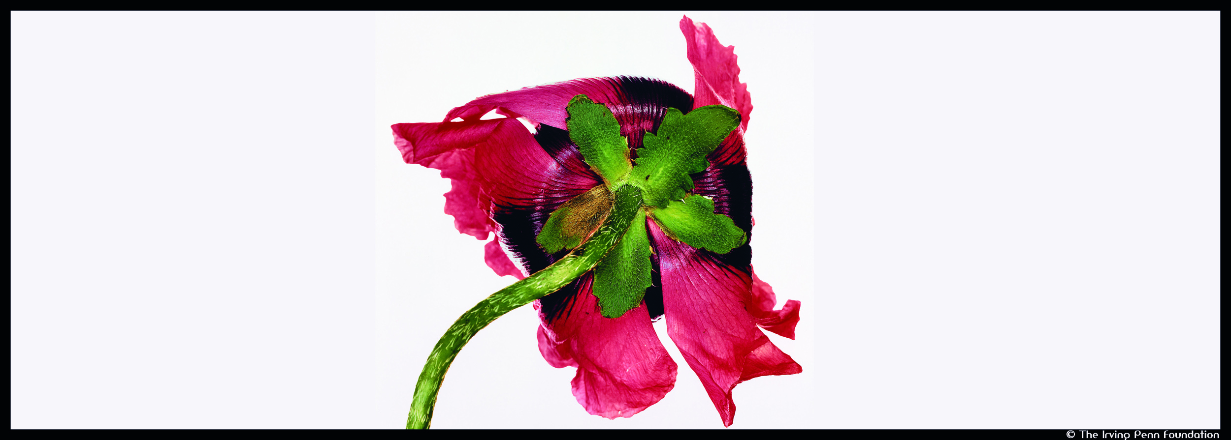 Couv_Irving Penn-Single Oriental Poppy_© The Irving Penn Foundation_@loeildoliv