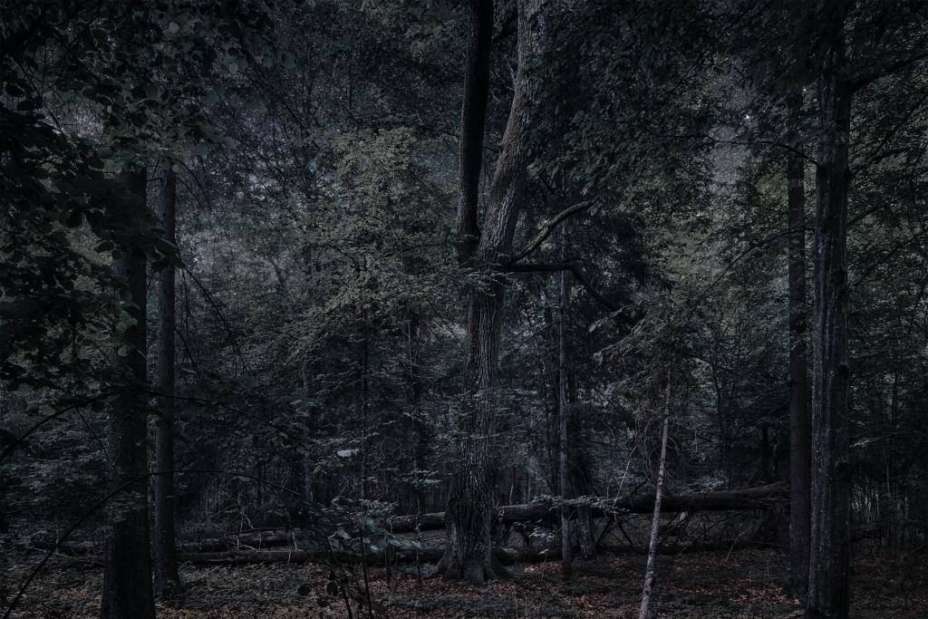  Ła forêt de Białowieża de Thierry Cohen - © Thierry Cohen