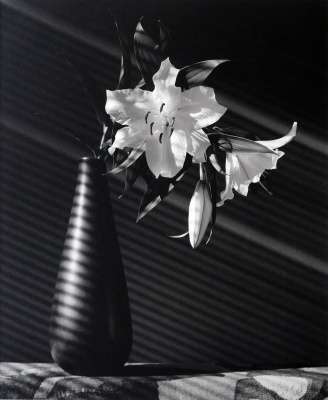 Lily, 1987, Tirage argentique, Image : 58,5 x 48 cm, Encadrement : 78 x 67 cm, Exemplaire N° 5, courtesy baudoin lebon © Robert Mapplethorpe